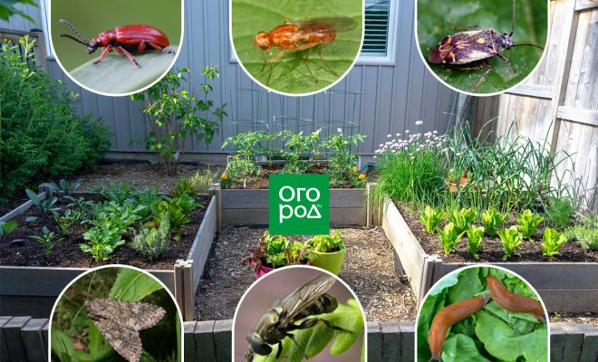 Все огородные вредители в таблицах с описанием, фото и мерами борьбы Vegetables,