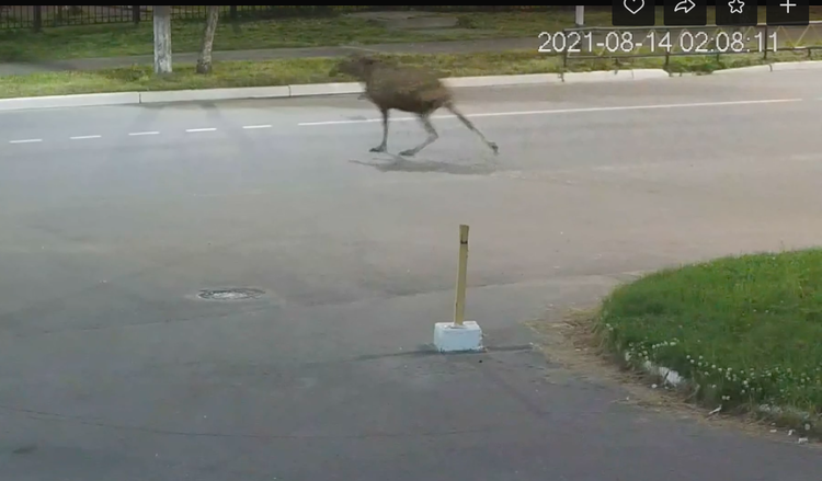 Фото: скриншот 