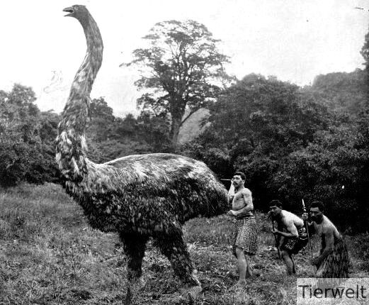 Фото взято https://newzealandlife.ru/moa-vymershaya-ptica-novoj-zelandii/