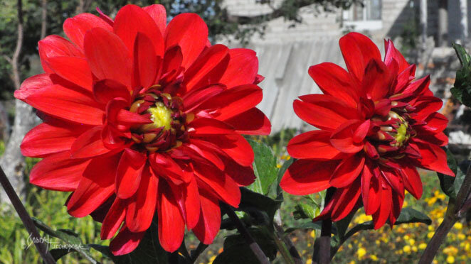 Мои георгины расцветают в сентябре!