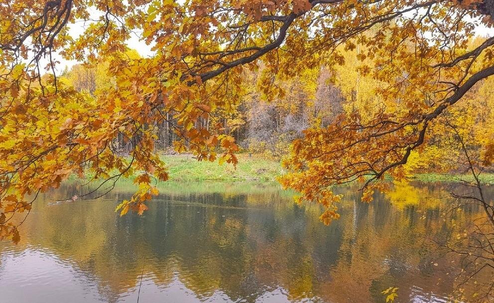 Фото — vgoroden.ru