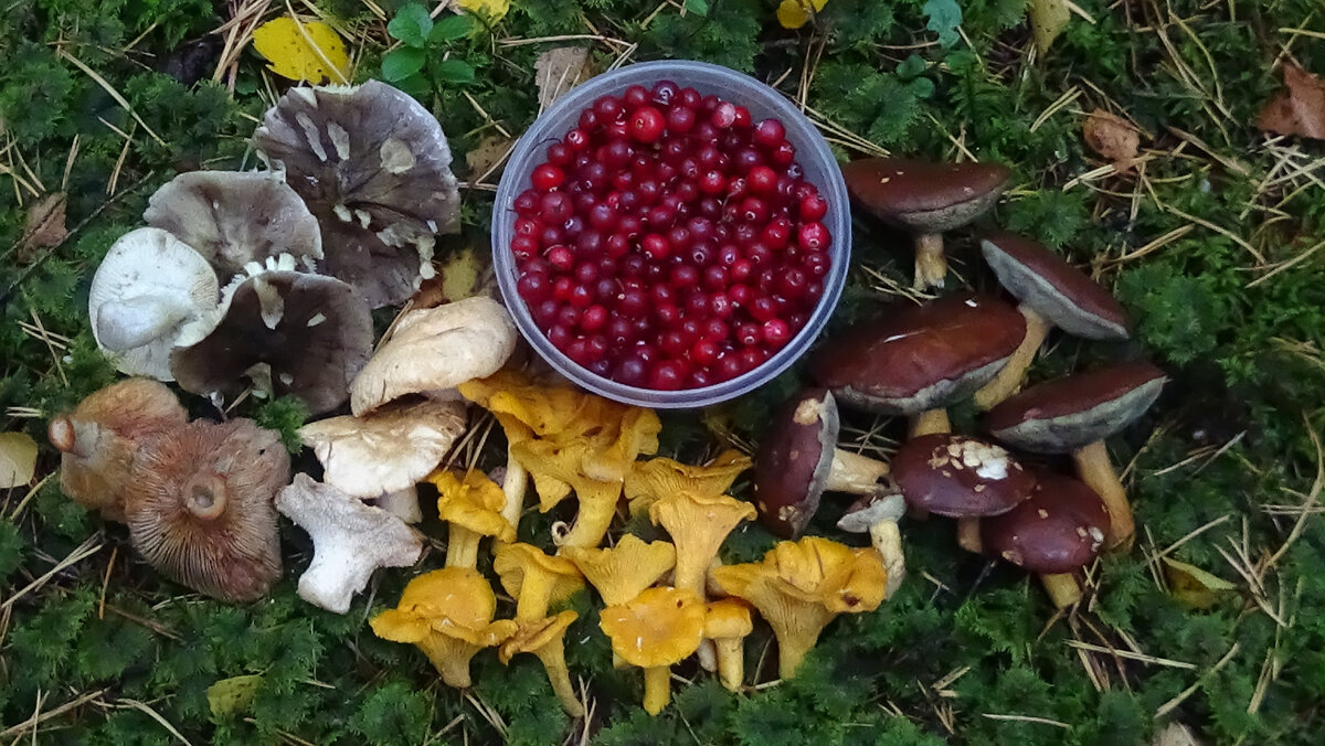 Лесные сокровища