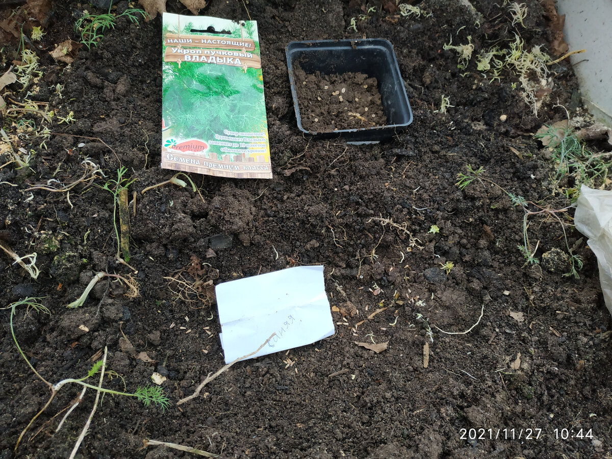 Посадка кустового укропа и своих астр 