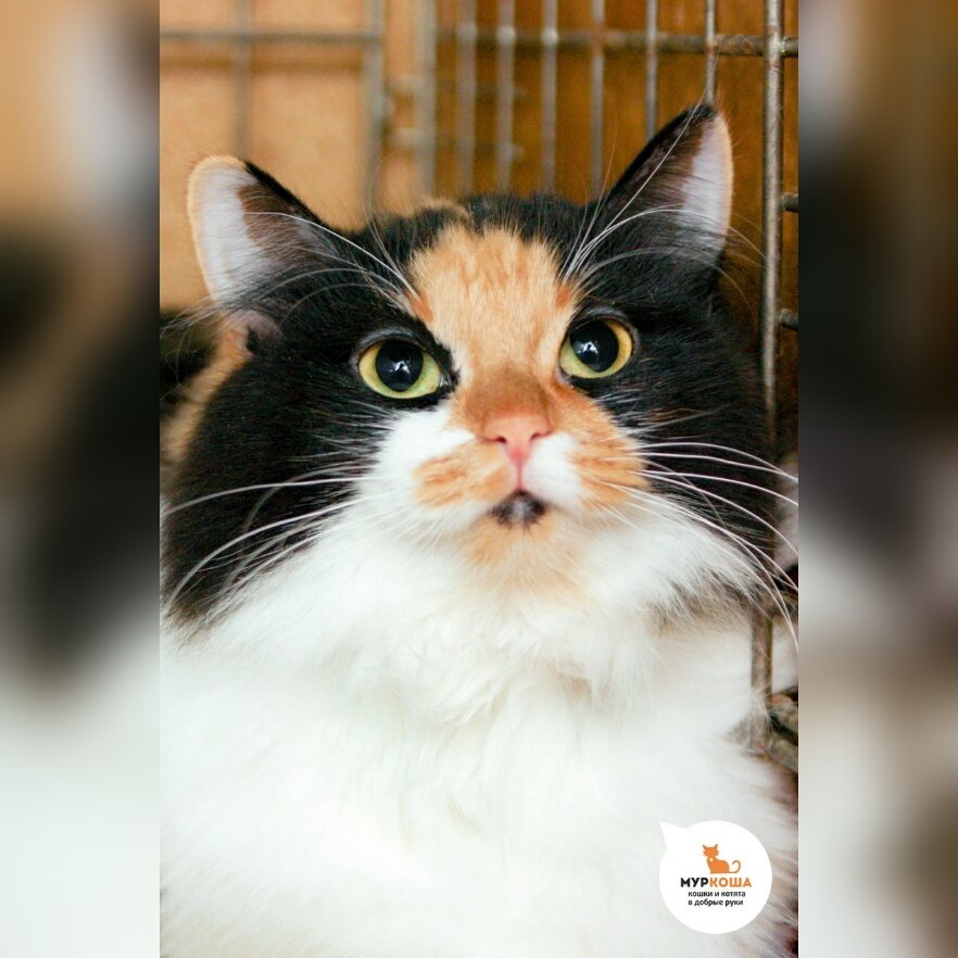 Пушистая трехцветная Кометка.