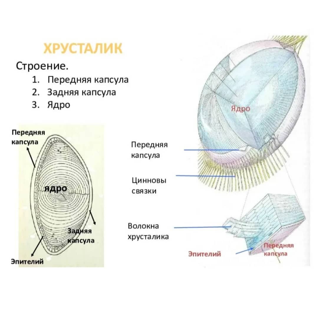 Какую форму имеет хрусталик. Строение хрусталика глаза человека. Строение глазного хрусталика. Хрусталик глаза функции человека анатомия. Хрусталик строение и функции.