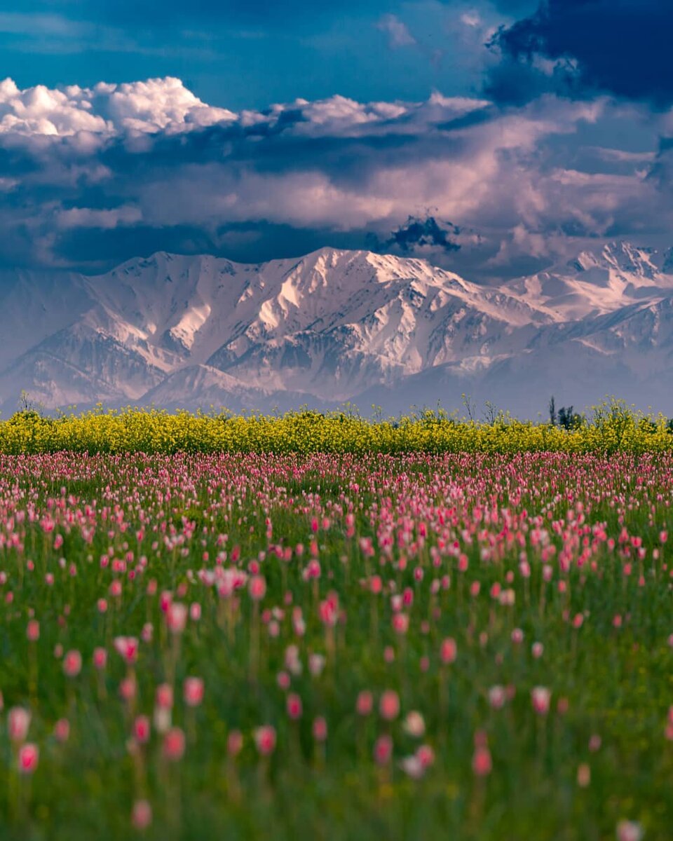 Пампор. Фотограф Waleed Tak.