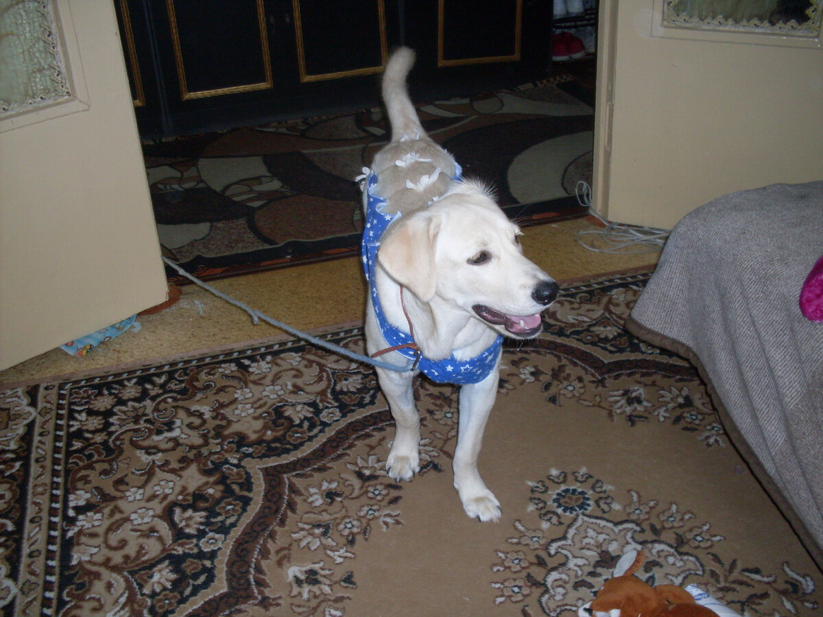 Розмари после операции. Фото автора.