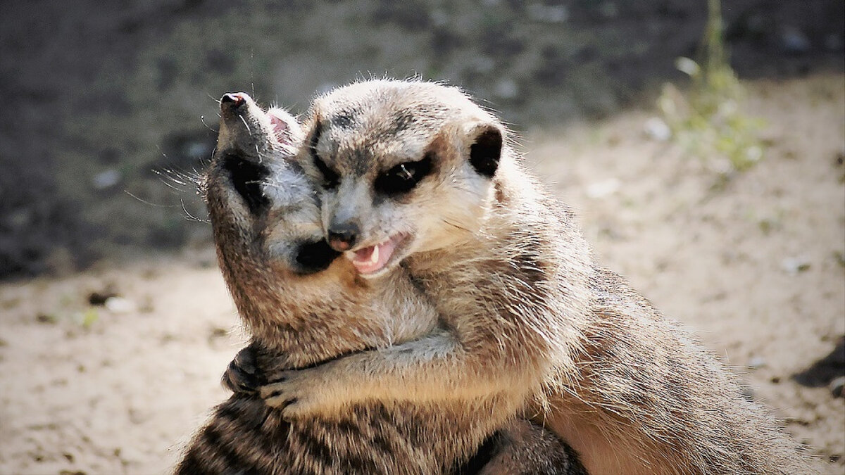 В сети полным-полно снимков с обнимающимися сурикатами (фото из интернета)