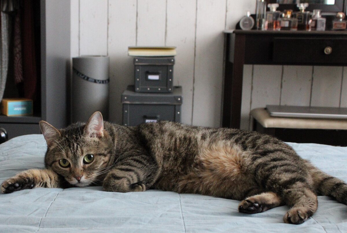 На фото моя любимая кошечка Тося,она мастер по лени...Я у нее учусь.🙂
