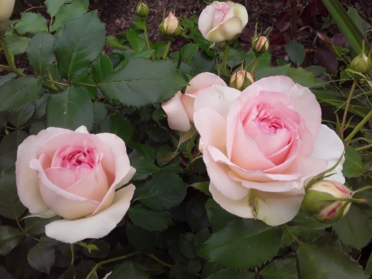 Плетистая роза Pierre de Ronsard особенно прекрасна в полуроспуске