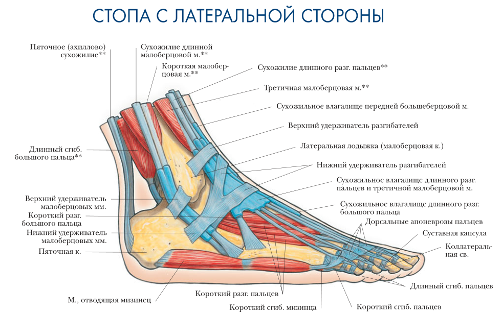 Лодыжка латеральная медиальная. Строение мышц стопы снизу. Анатомия стопы человека связки и сухожилия. Мышцы ступни снизу схема. Сухожилия стопы вид снизу.