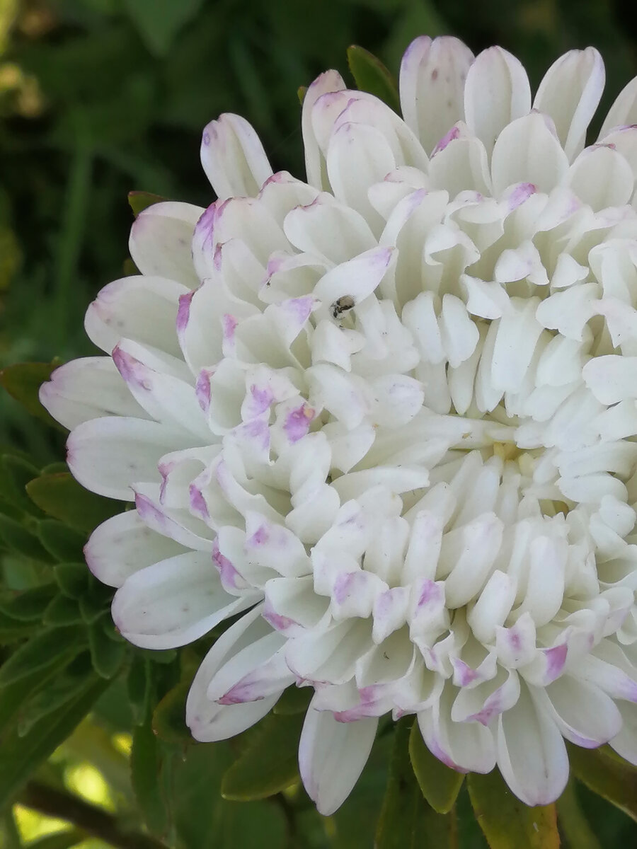 Астра красавишна. 