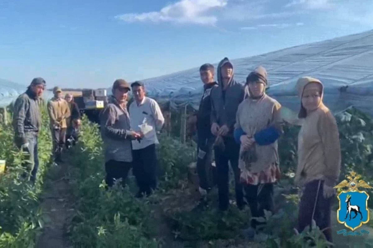    В Волжском районе в теплицах незаконно работали мигранты
