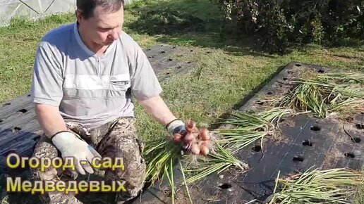 Лук-шалот созрел. Советы по выращиванию и размножению