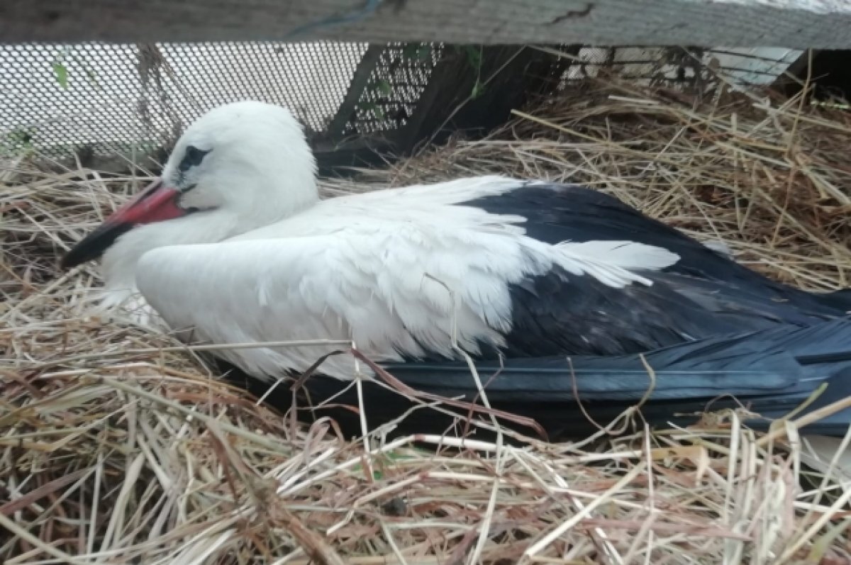    Найденный с травмой в Тверской области аист не выжил после операции