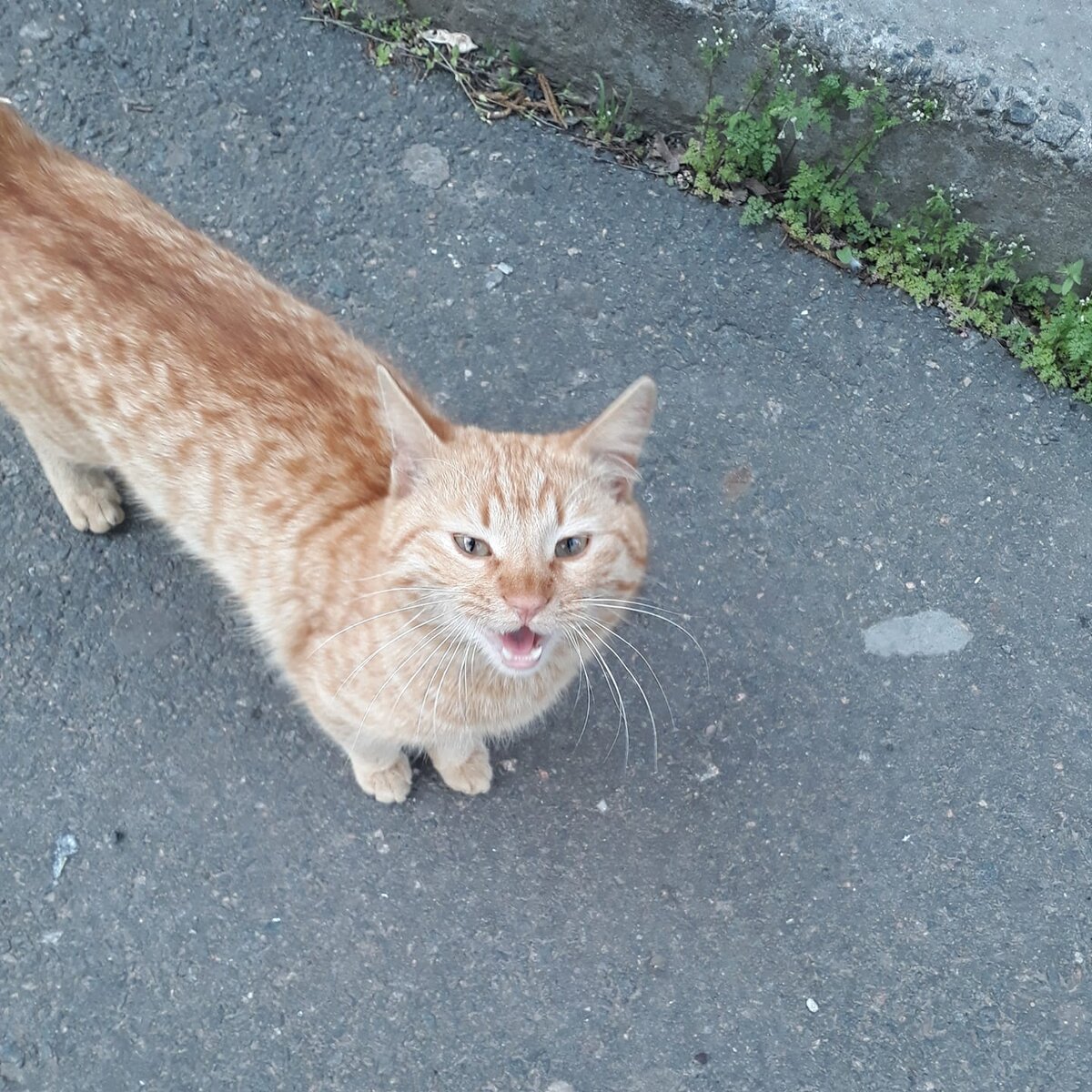 Могут ли кошки притворяться? | Дневник кошатницы | Дзен