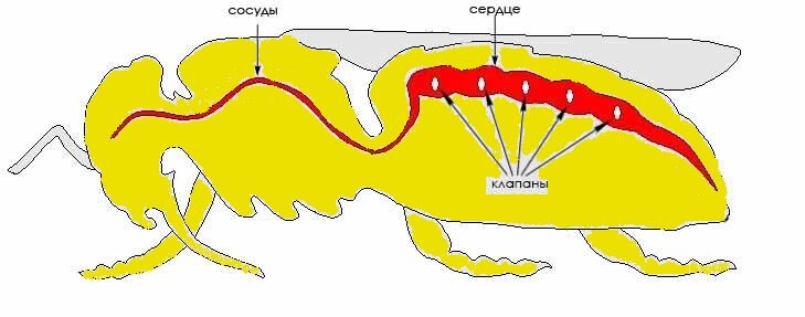 Почему у млекопитающих кровь красная, у насекомых желтая, а у омаров синяя?  | Все живое на Земле | Дзен