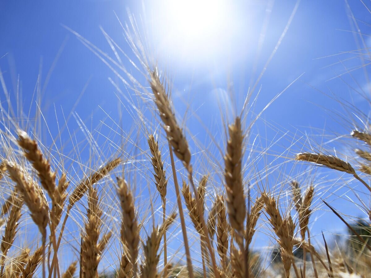 Колосья пшеницы © РИА Новости / Павел Лисицын