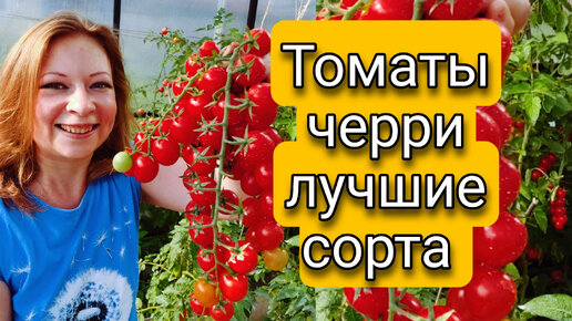 Лучшие сорта томатов черри