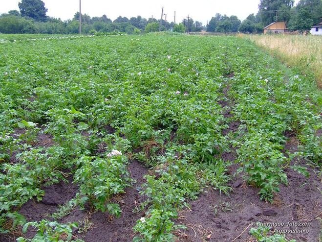 Из общего доступа. Сайт - bolshoyvopros.ru