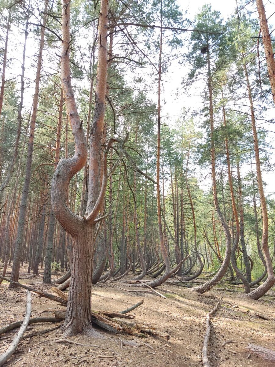 Калининград пьяный лес фото