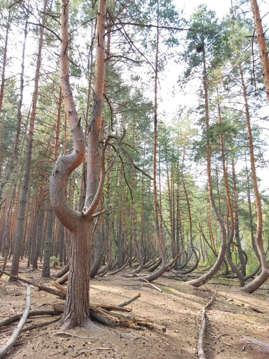 Калининград пьяный лес фото Тайны рязанской области. Побывали в Пьяном лесу. Версии происхождения Путешестви