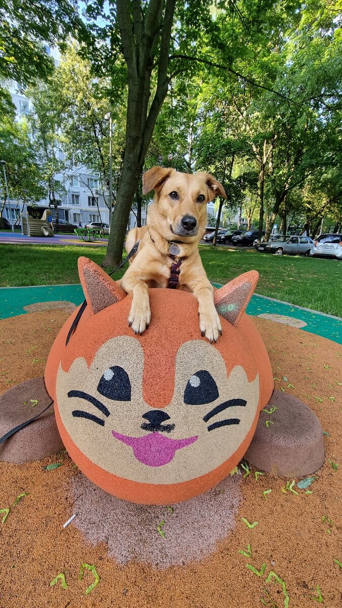 Арька лежит на котике