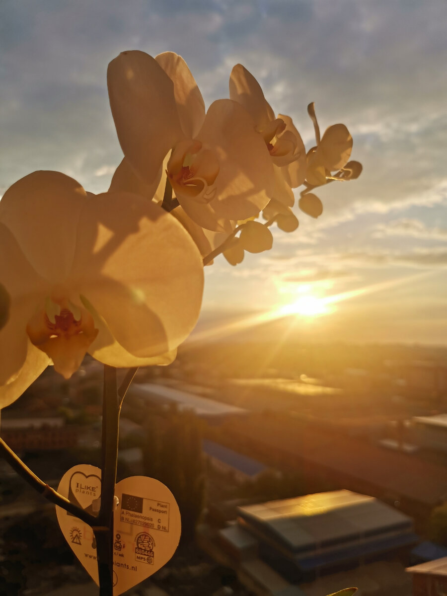 Фаленопсис