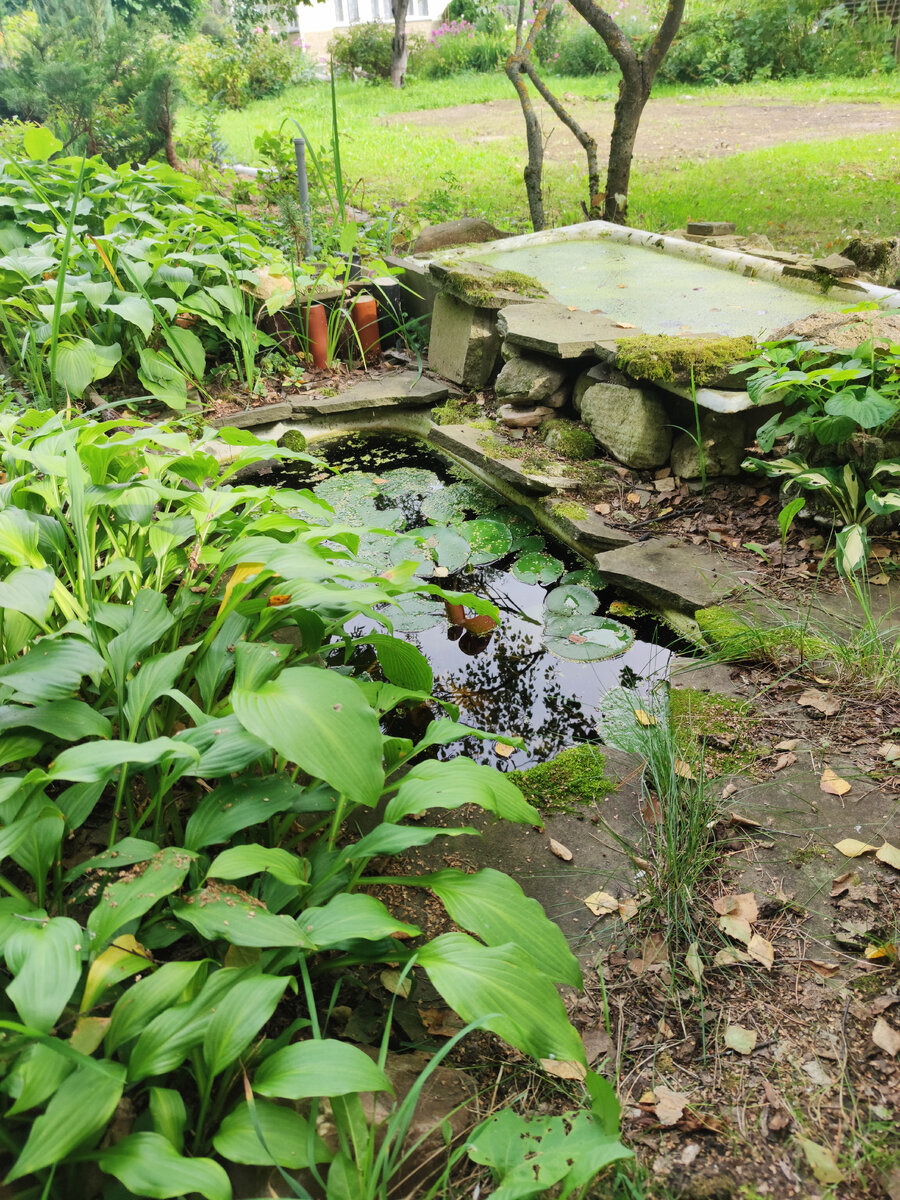 Нимфея в пруду. Попробуй, разгляди! 