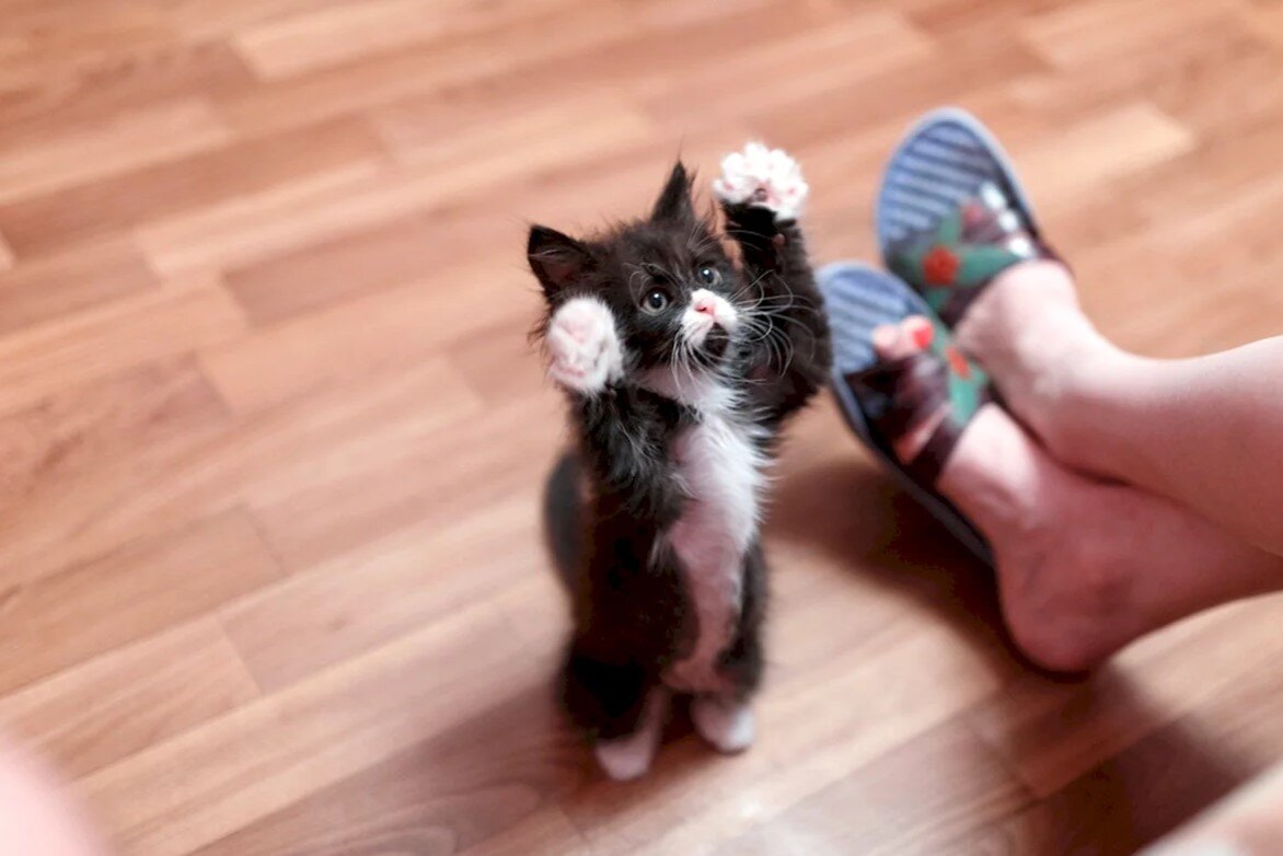 Когда котик вот так тянет к вам лапки - разве можно ему отказать?  Источник фото: cojo.ru