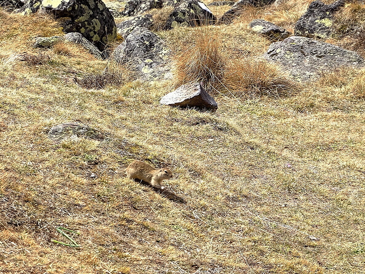 Хозяин поляны тарбаган
