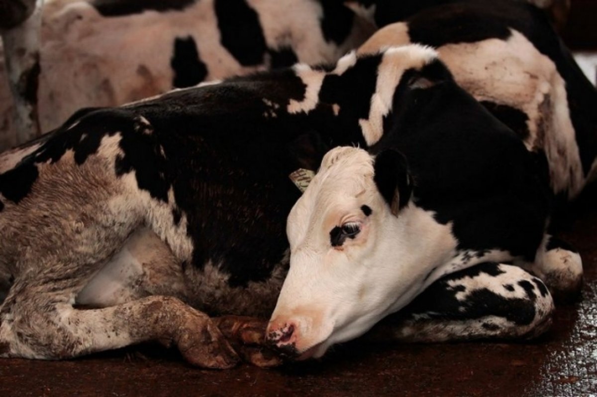    Под Волгоградом на посту ДПС задержали грузовик с семью быками и буренками