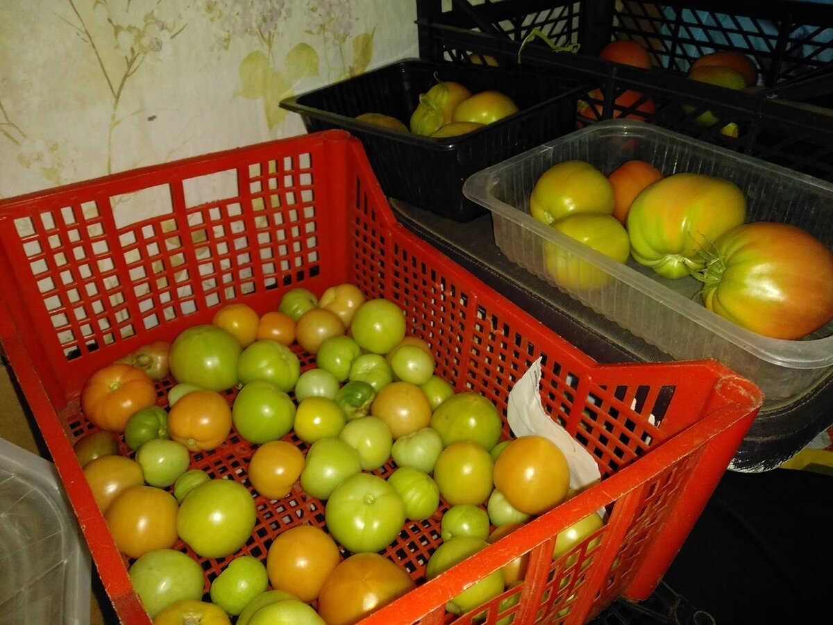 Плоды помидоров в ящиках разделены по сортам 