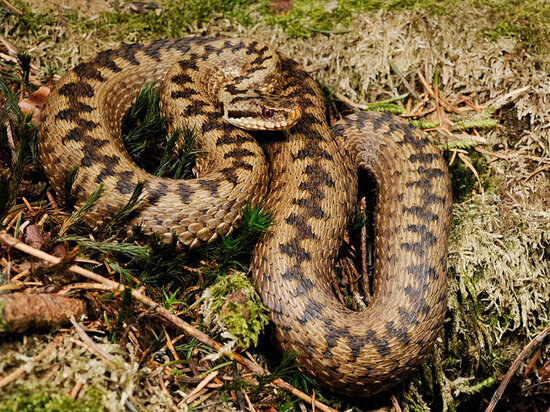 Взято из Яндекс.Картинки