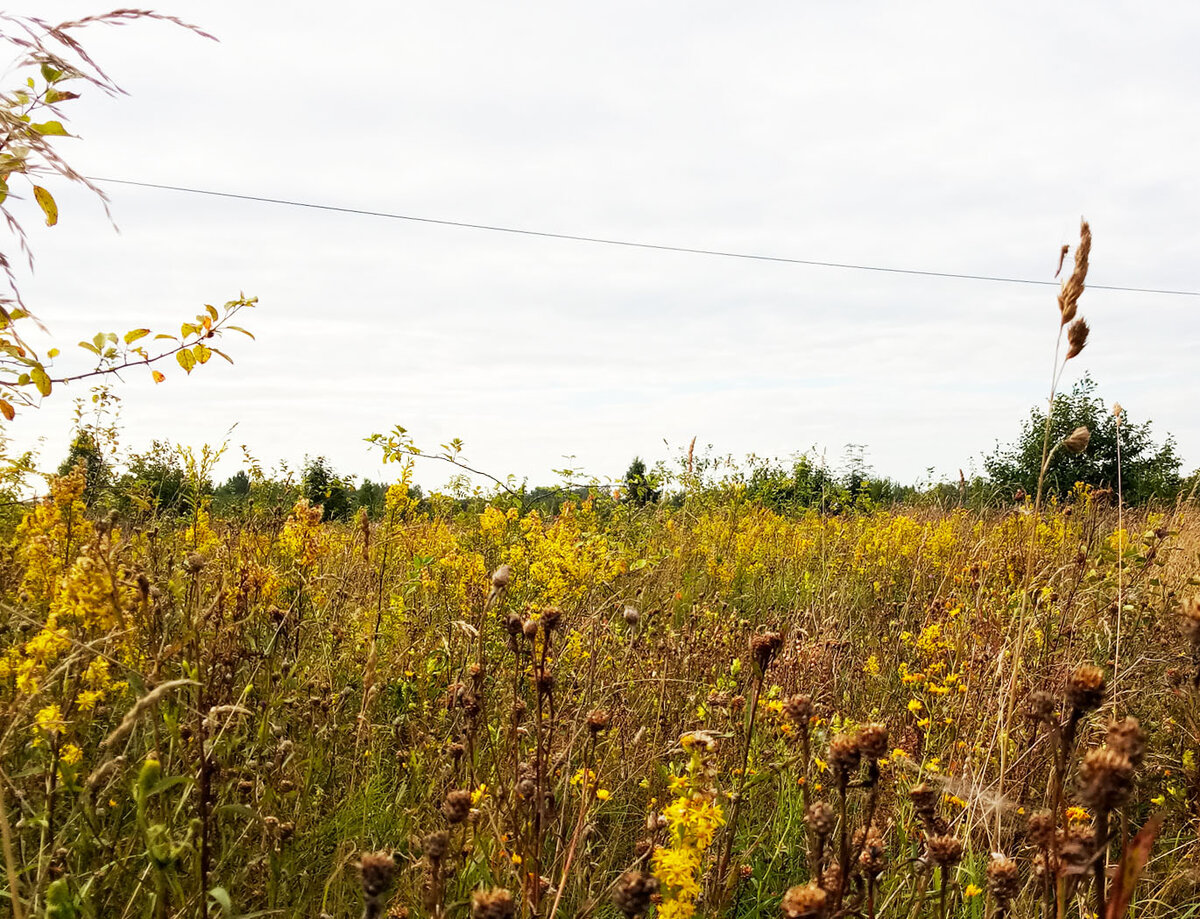 Поле, наше русское северо-западное поле:) Это прямо возле моего дома, за забором. Красиво, конечно, я доволен окружающей природой, но...нет огромных полей зерновых, картофельных, кукурузных, и т.д. Простаивает земля...