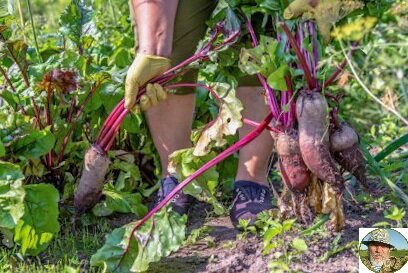 Жена собирает свеклу