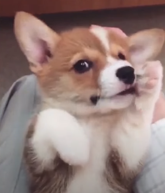 Забавные животные