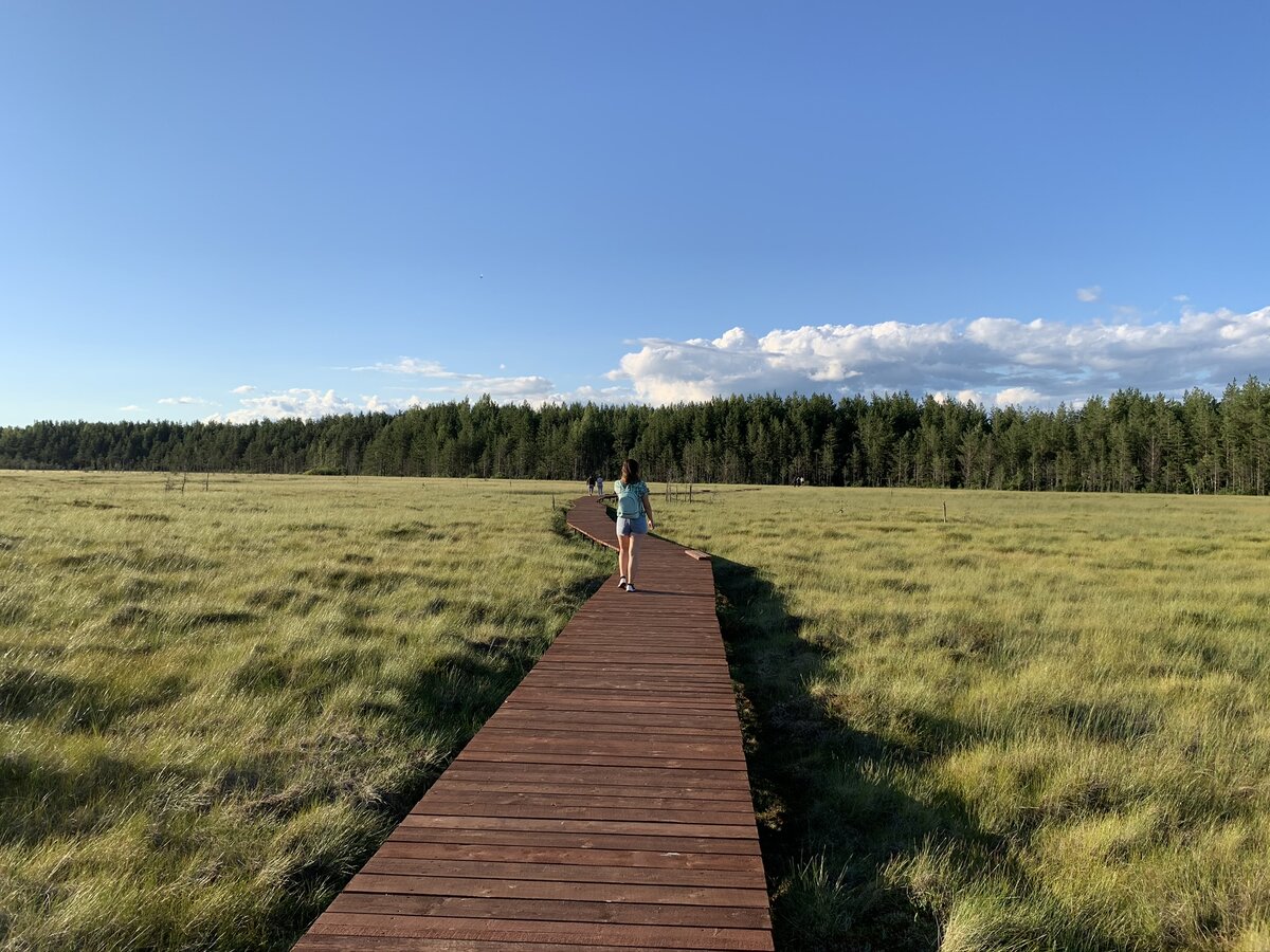 Экотропа Сестрорецкое болото - листайте