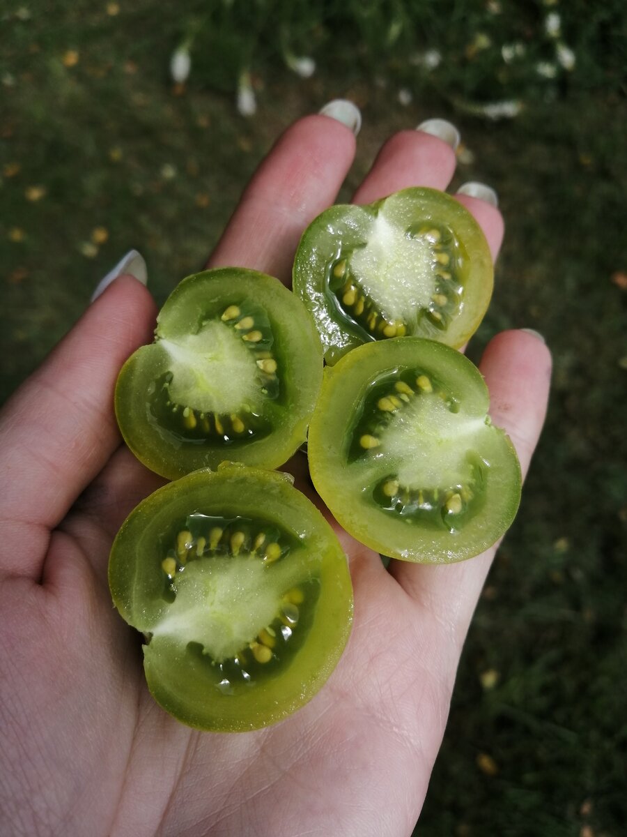 Черри Доктор Фростед Грин 