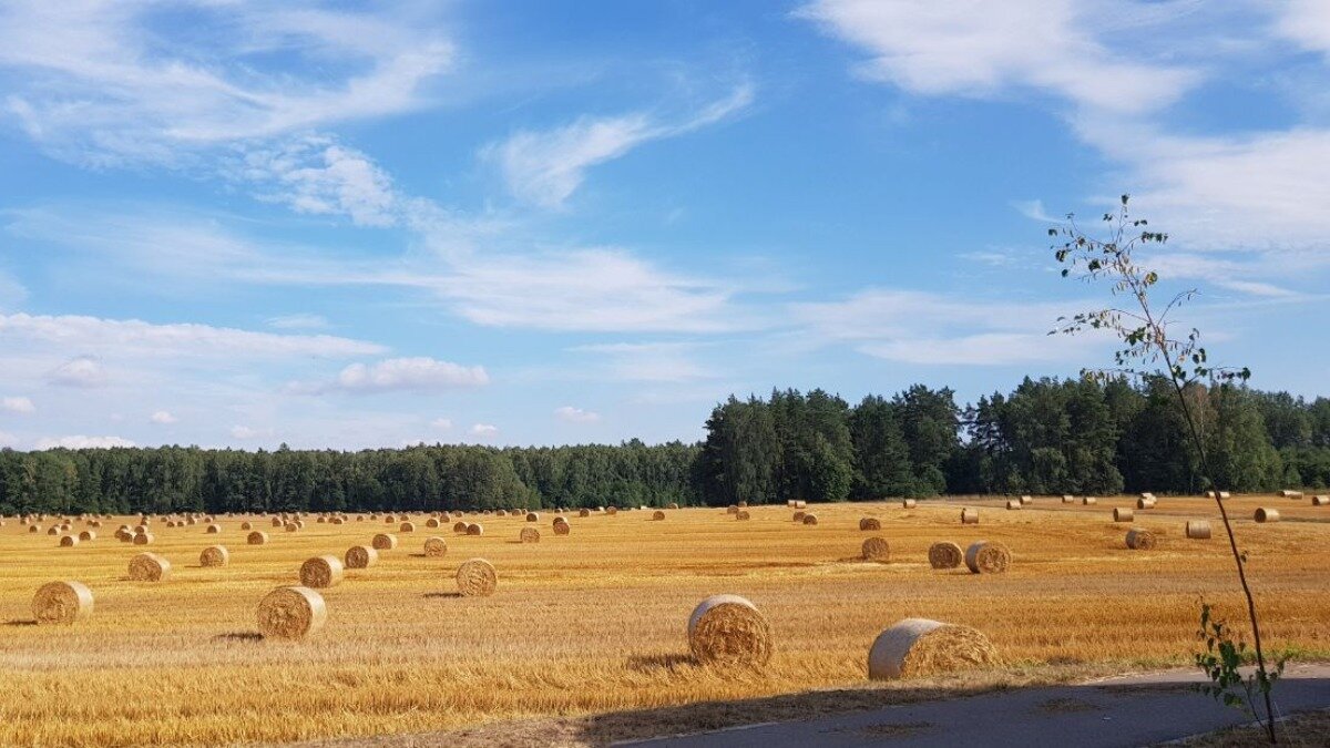  Фото: glavagronom.ru Фотография носит иллюстративный характер