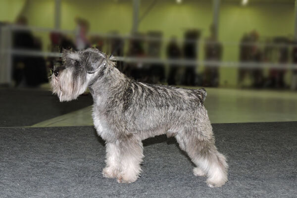 Ералаш Х'ит Улдуз