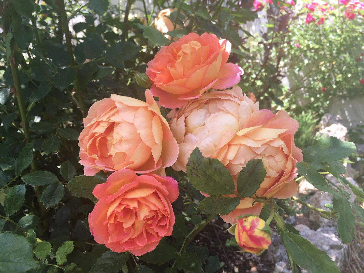 Бутоны и цветы розы Леди оф Шалотт