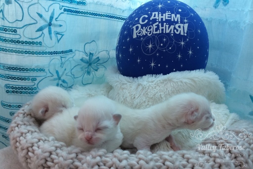 Новорожденные малыши рэгдолл. 