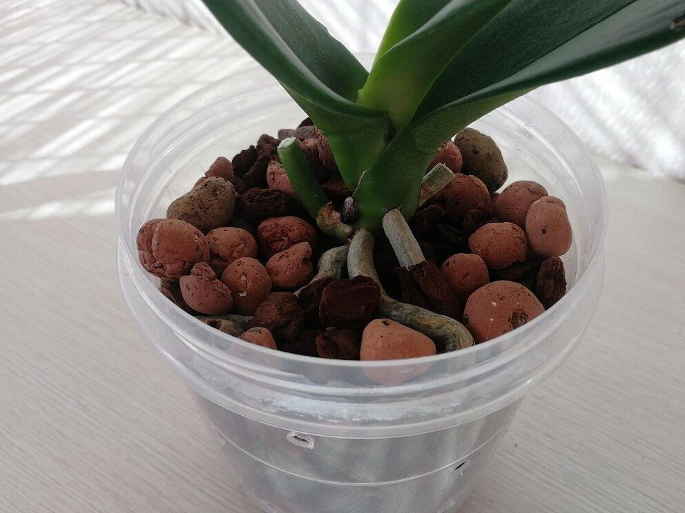 Пересаженная орхидея