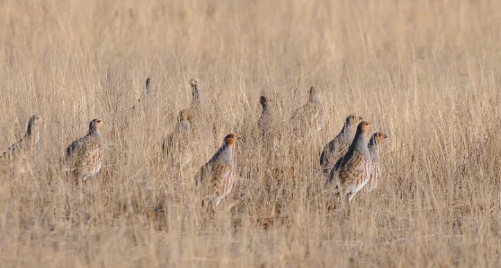 Табунок куропаток в высохшей траве. Из источников в свободном доступе