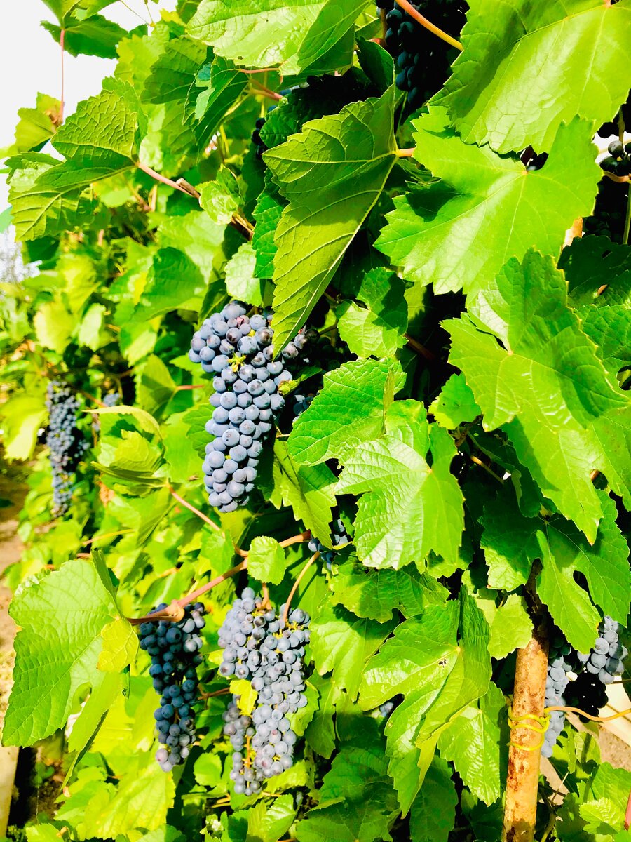 Моя огородная красота