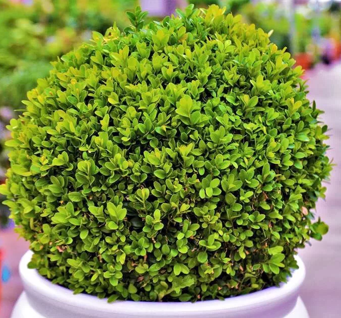 Самшит вечнозеленый фото и описание. Самшит Буксус. Buxus sempervirens самшит. Самшит вечнозелёный Búxus sempervírens. Самшит вечнозеленый suffruticosa.