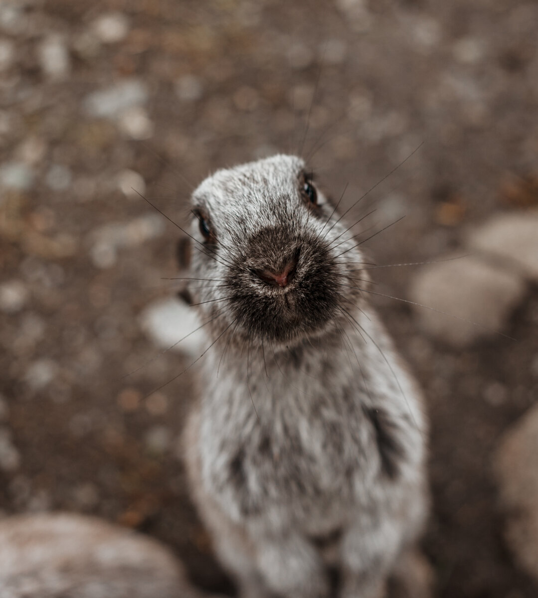 лохматая ферма - контактный зоопарк в горах