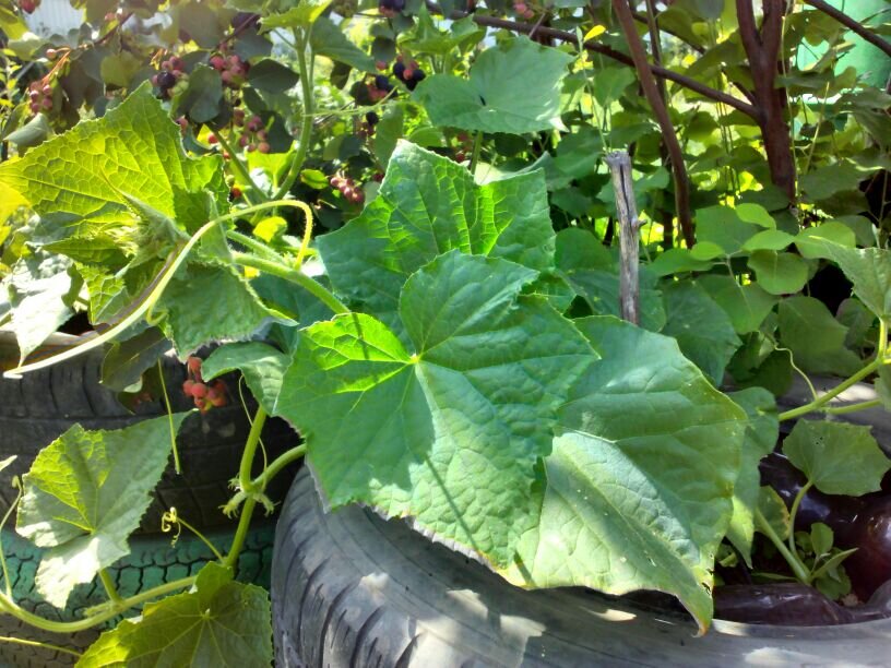 Конни в открытом грунте