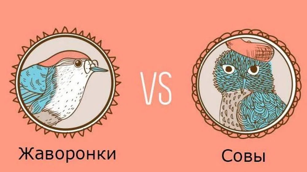 Жаворонки и совы проект по обж